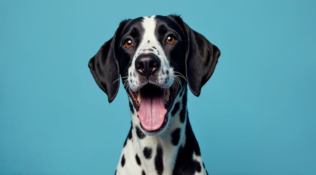 A happy dog who has been adopted
