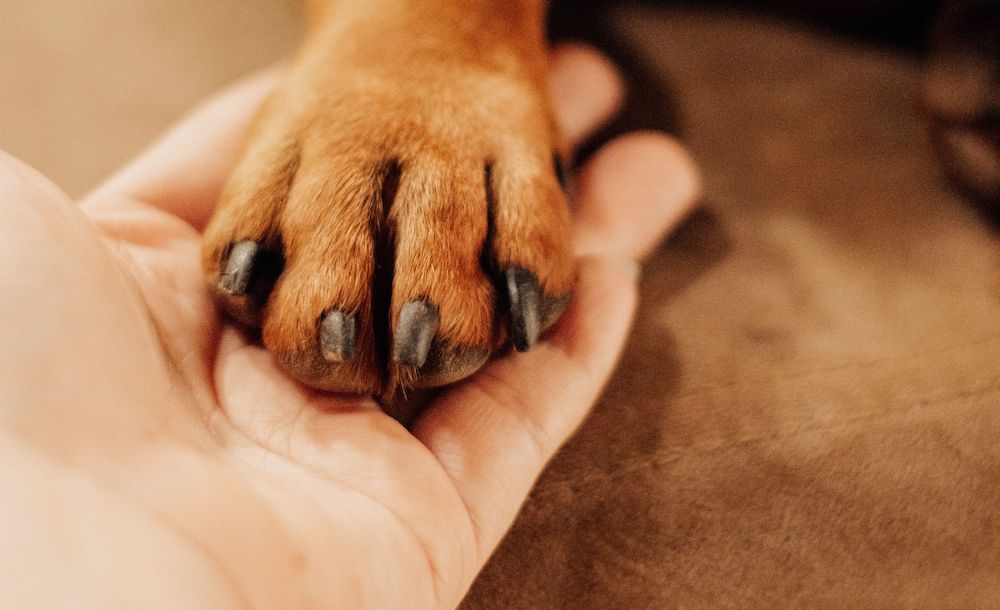 A trusting dog paw in owner's hand