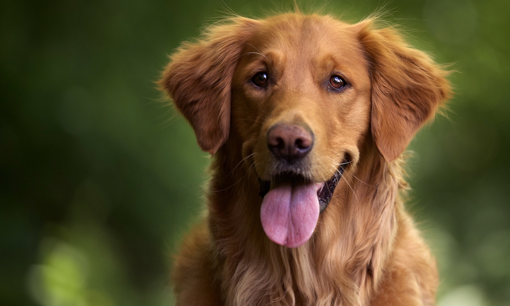 Beautiful dog hoping for a loving foster home
