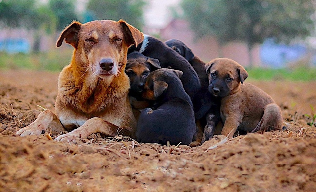 Mother dog with her last litter, all taken care of with Scruffer Lovers