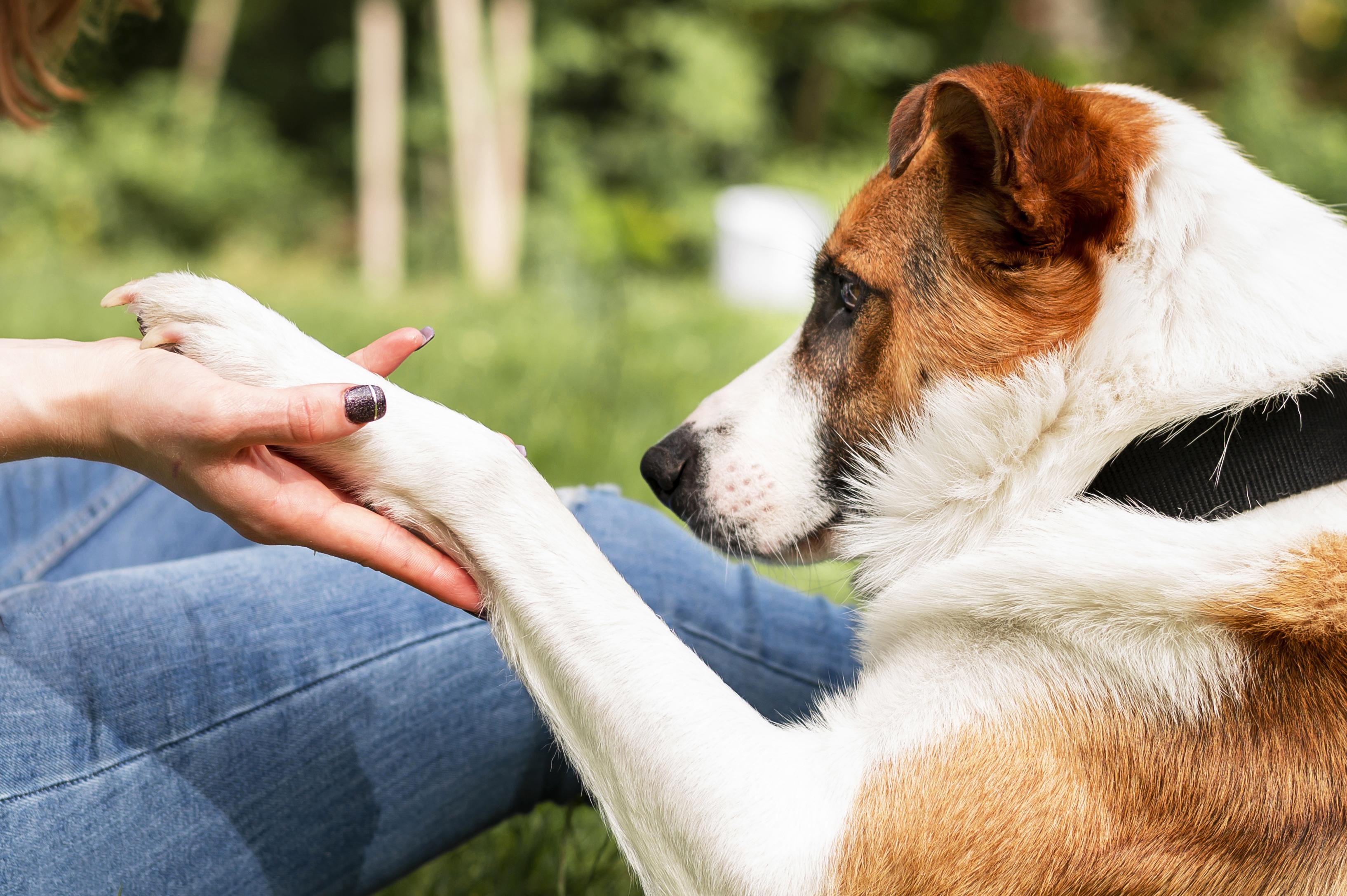 Sad loving dog saying goodbye